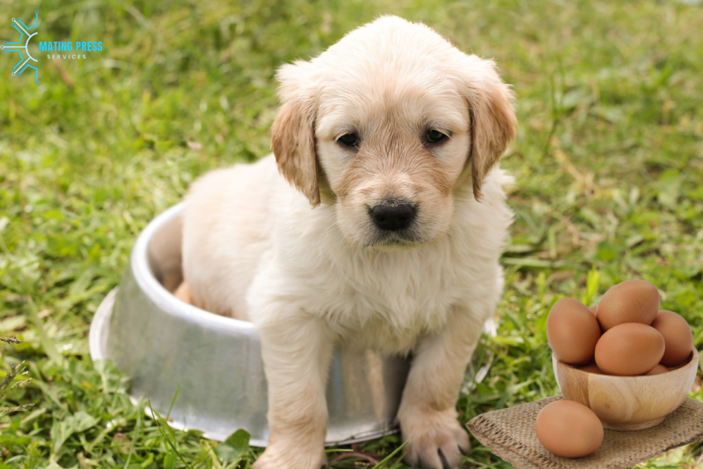 Alternatives to Raw Eggs for Dogs