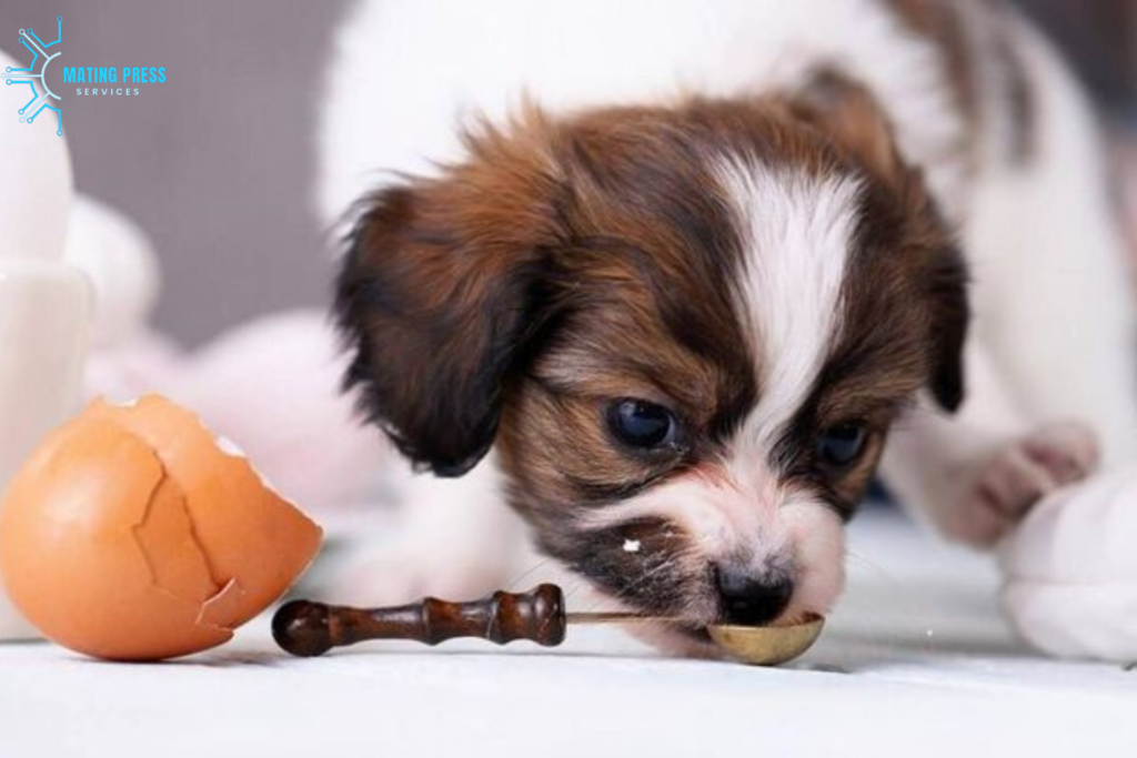 Risks of Feeding Dogs Raw Eggs