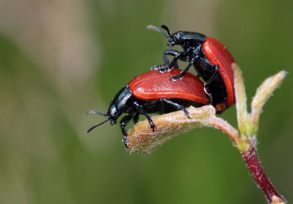 Read more about the article Mating Press Pose