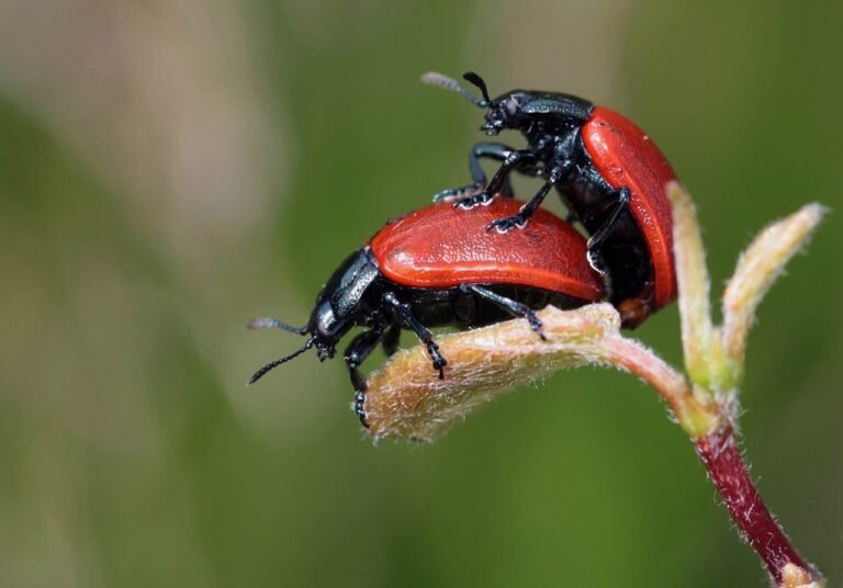 Mating Press Pose